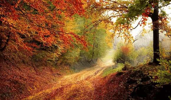 Ottobre nel Borgo di Morro d'Alba